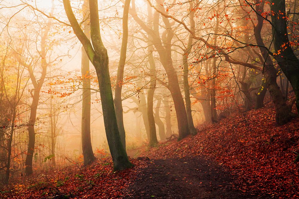 Wake up forest. art print by Leif Londal for $57.95 CAD