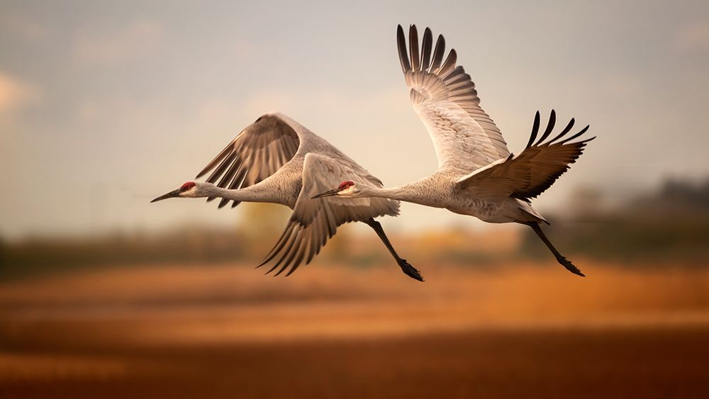 Flying over art print by Joan Zhang for $57.95 CAD
