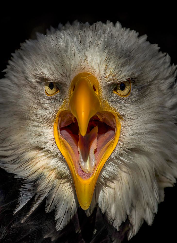 Eagle art print by Chris Coenders for $57.95 CAD