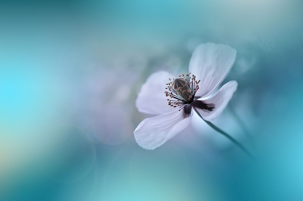 Walk Softly.. art print by Juliana Nan for $57.95 CAD