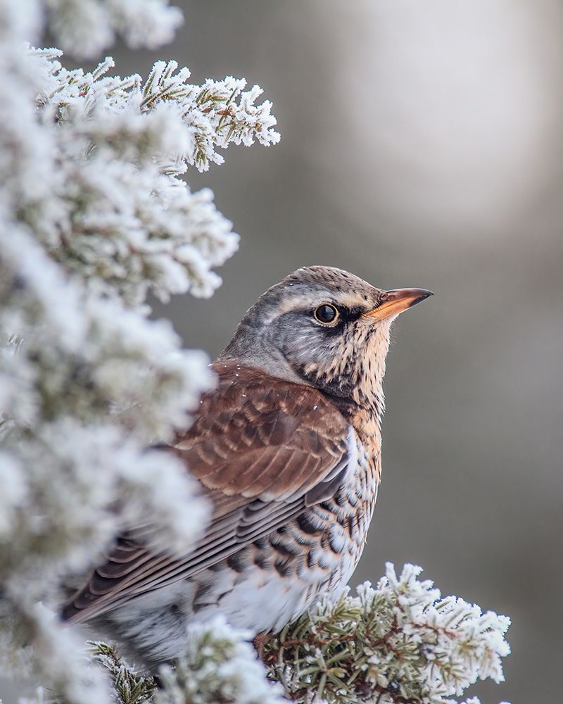 Fieldfare in a winter setting art print by Magnus Renmyr for $57.95 CAD