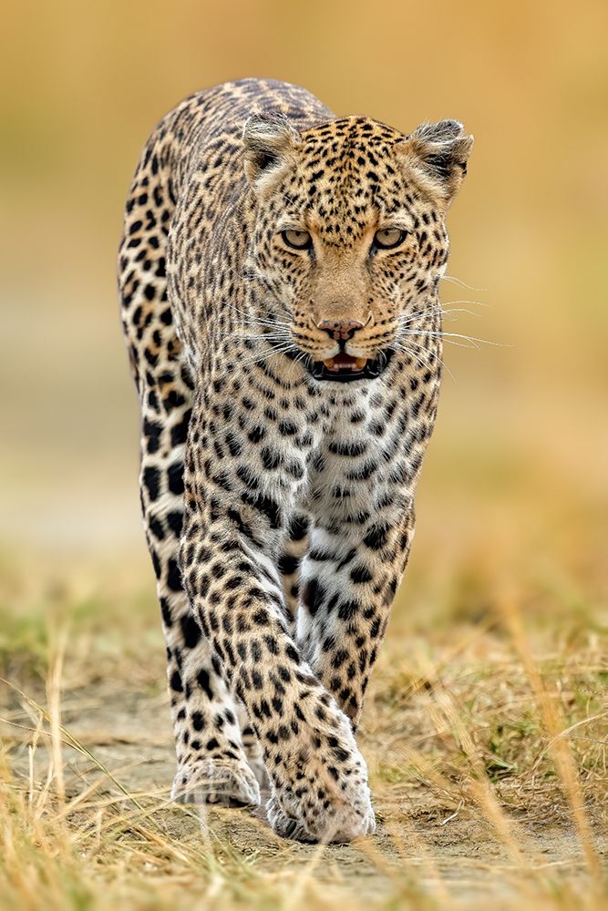 leopard art print by Ahmed Elsheshtawy for $57.95 CAD