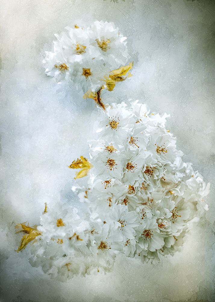 Cherry Blossoms art print by Kristina Zvinakeviciute for $57.95 CAD