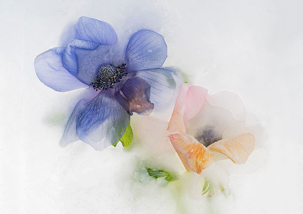 Blue and orange Anemone art print by Pedro Uranga for $57.95 CAD