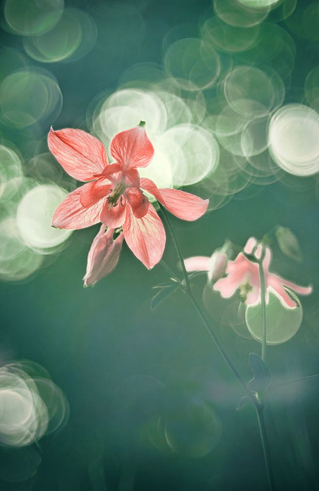 Columbine art print by Elisabeth van Helden for $57.95 CAD