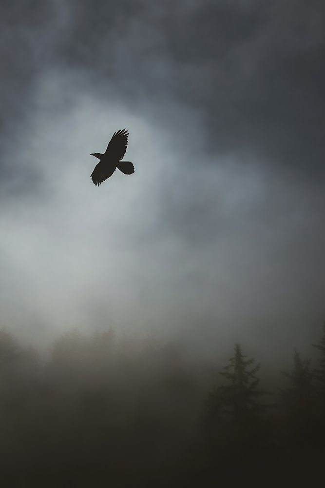 In Flight art print by Tim Mossholder for $57.95 CAD