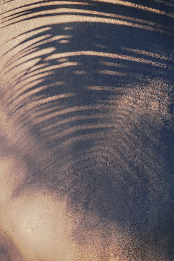 Wall a Palm Shadow art print by Tim Mossholder for $57.95 CAD