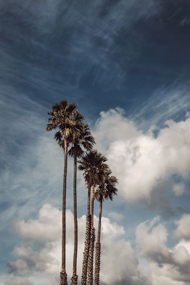 Palms and Clouds art print by Tim Mossholder for $57.95 CAD