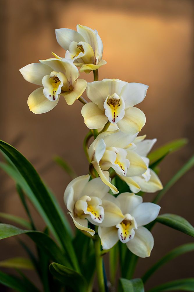 Orchids art print by Tim Mossholder for $57.95 CAD