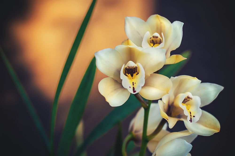 Orchids art print by Tim Mossholder for $57.95 CAD