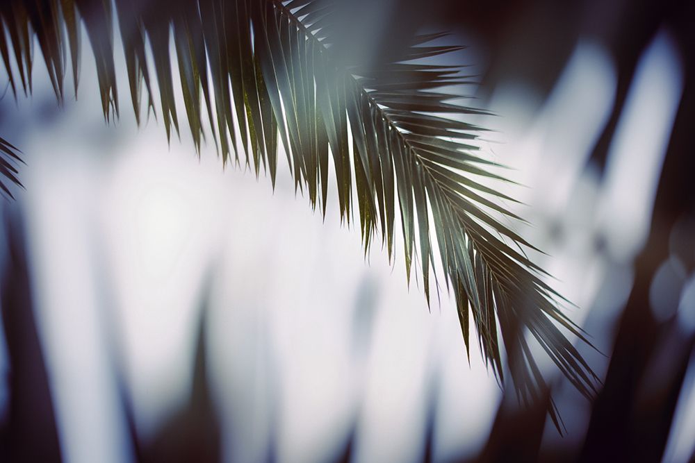 Palm Branches art print by Tim Mossholder for $57.95 CAD