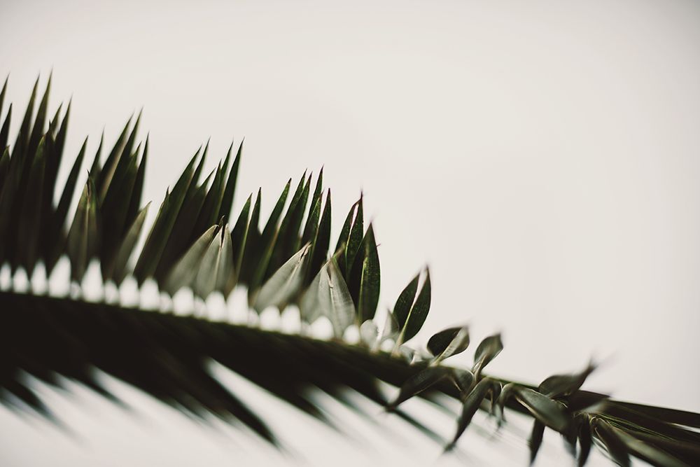 Palm Branches art print by Tim Mossholder for $57.95 CAD