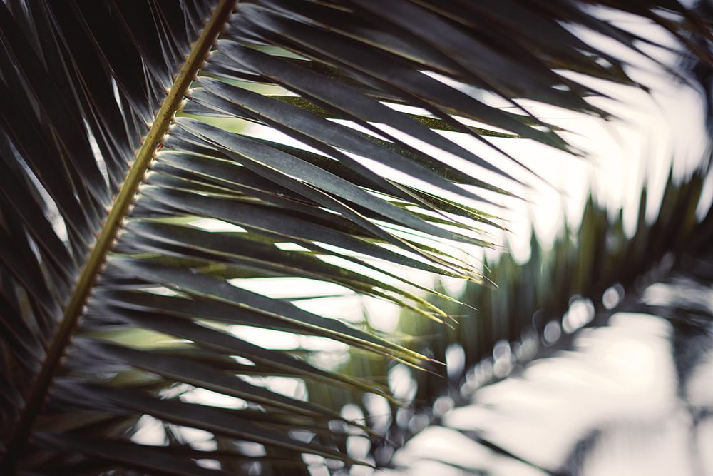 Palm Branches art print by Tim Mossholder for $57.95 CAD
