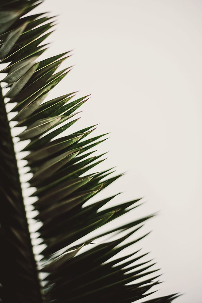 Palm Branches art print by Tim Mossholder for $57.95 CAD