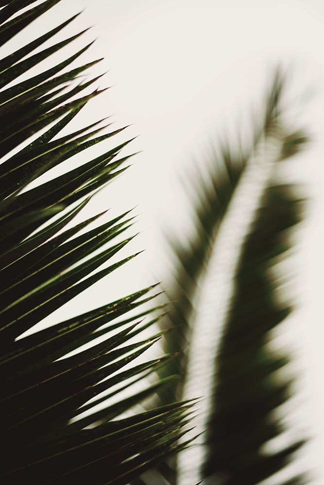 Palm Branches art print by Tim Mossholder for $57.95 CAD