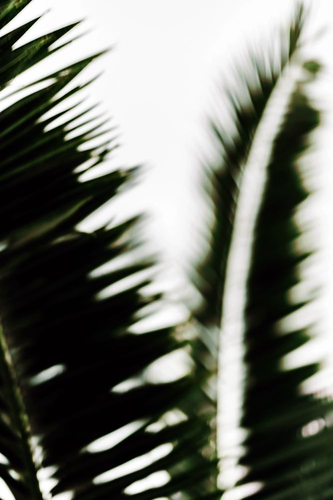 Palm Branches art print by Tim Mossholder for $57.95 CAD