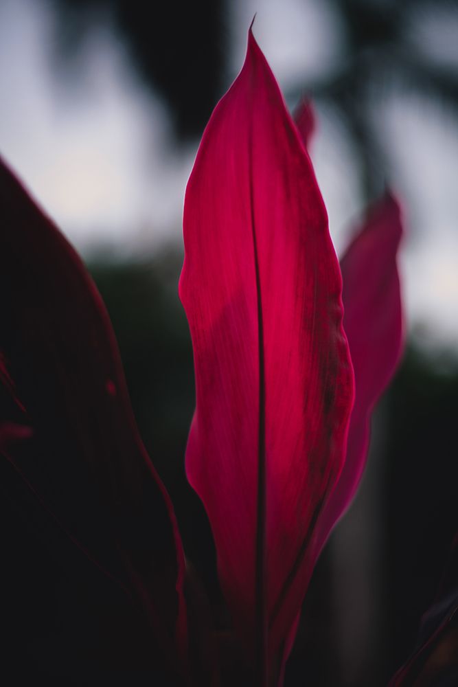 Red Plan at Dusk art print by Tim Mossholder for $57.95 CAD