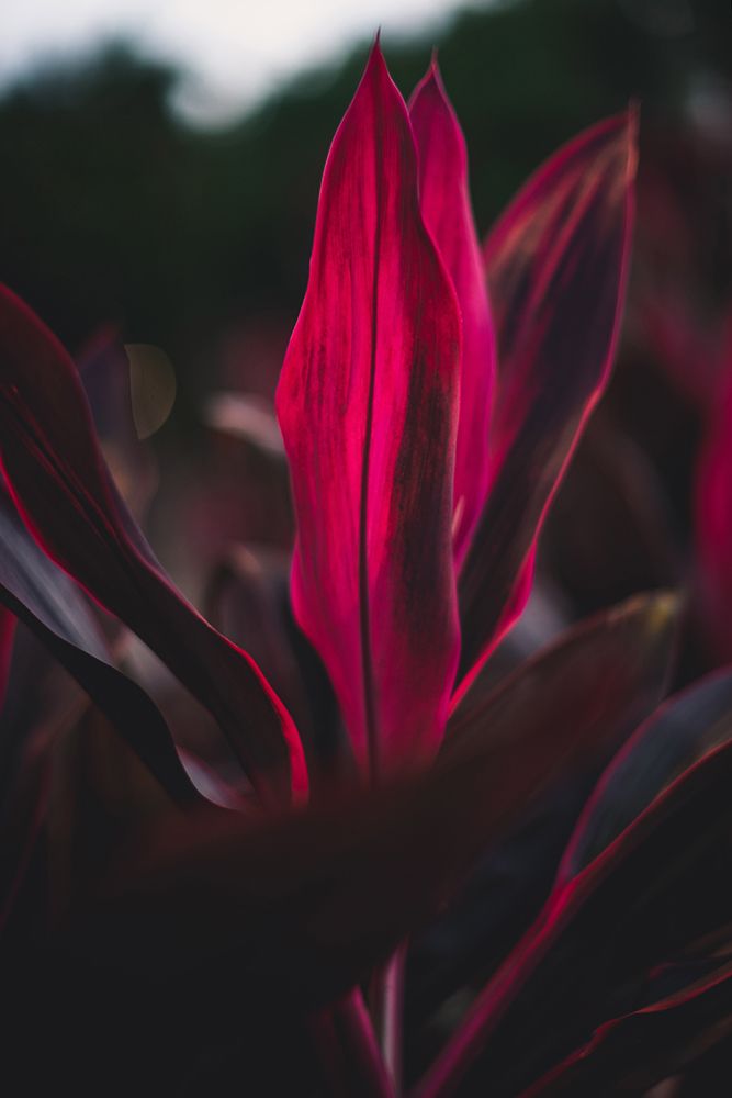 Red Plan at Dusk art print by Tim Mossholder for $57.95 CAD