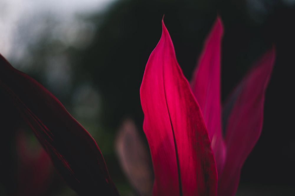 Red Plan at Dusk art print by Tim Mossholder for $57.95 CAD