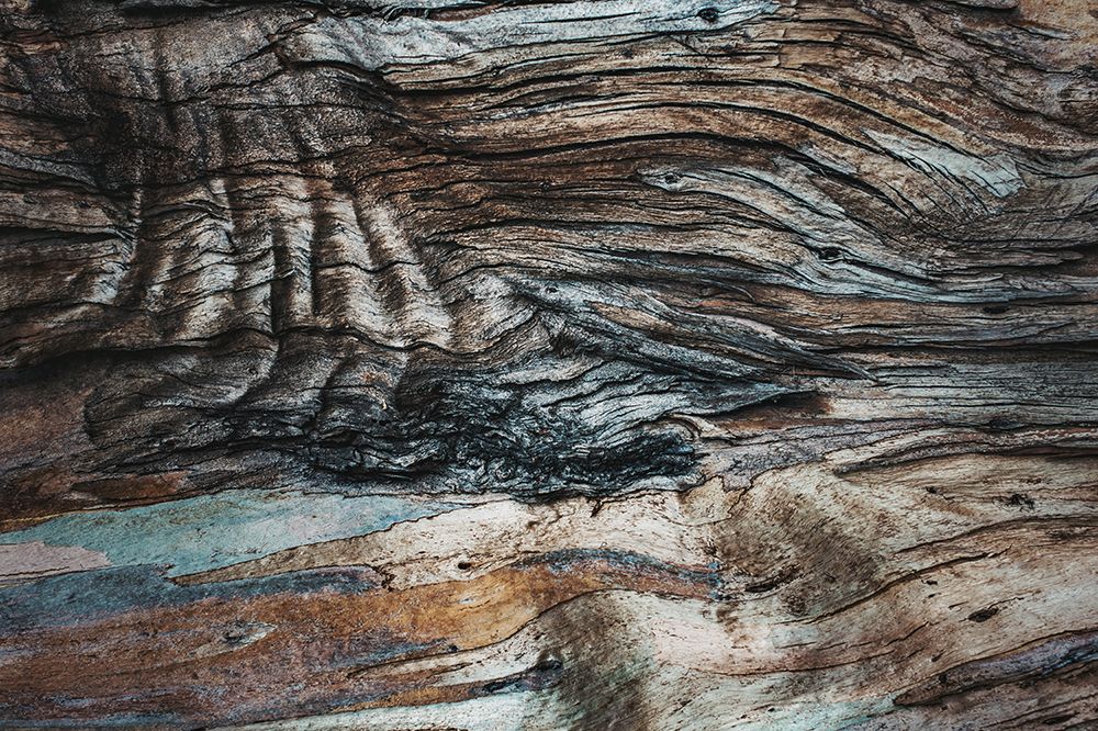 Eucalyptus Texture art print by Tim Mossholder for $57.95 CAD