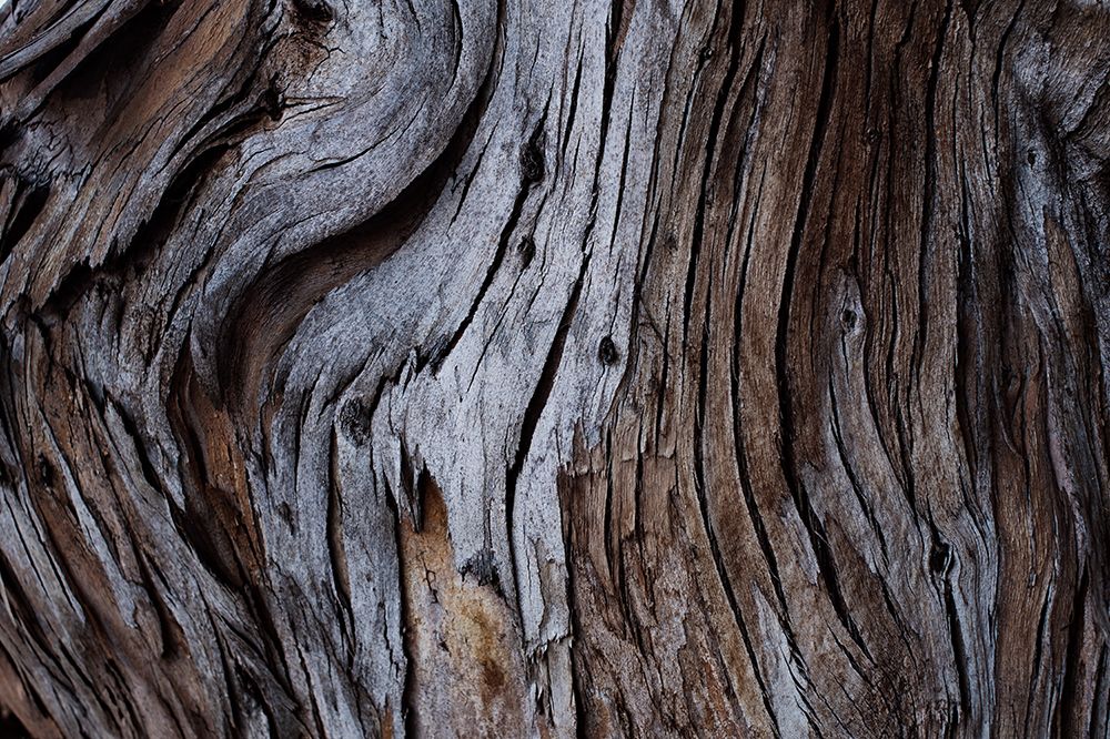 Eucalyptus Texture art print by Tim Mossholder for $57.95 CAD