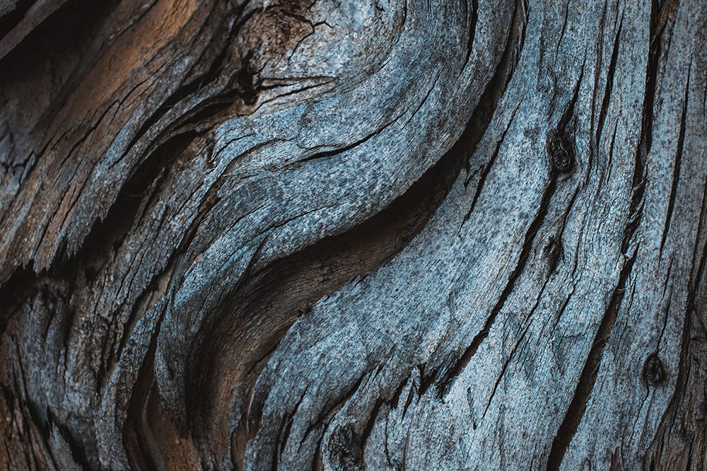 Eucalyptus Texture art print by Tim Mossholder for $57.95 CAD