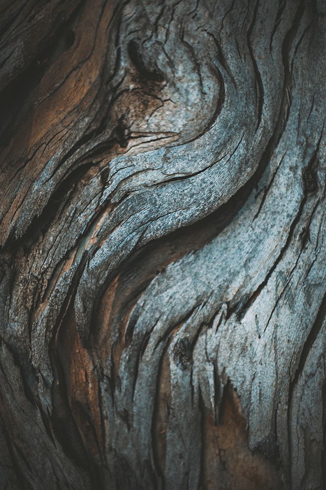 Eucalyptus Texture art print by Tim Mossholder for $57.95 CAD