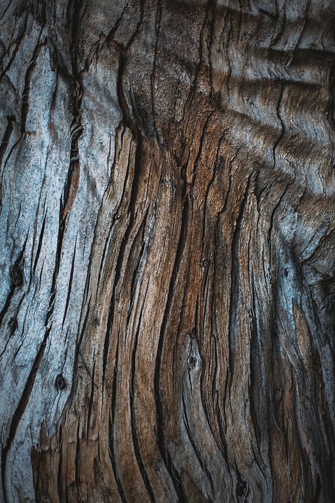 Eucalyptus Texture art print by Tim Mossholder for $57.95 CAD