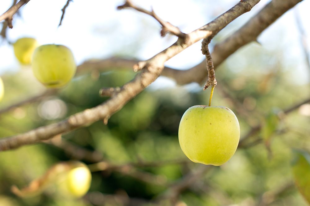 Apples art print by Tim Mossholder for $57.95 CAD