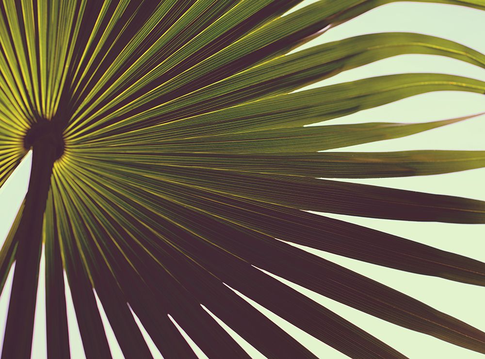 Palm Textures art print by Tim Mossholder for $57.95 CAD
