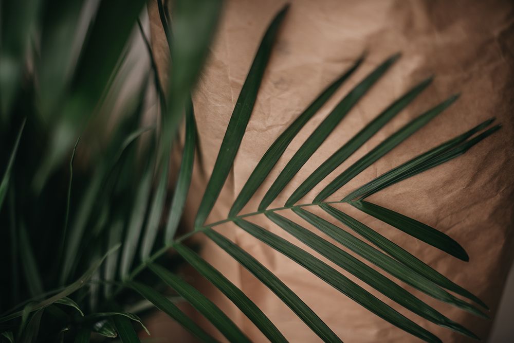 Palms a Craft Paper art print by Tim Mossholder for $57.95 CAD