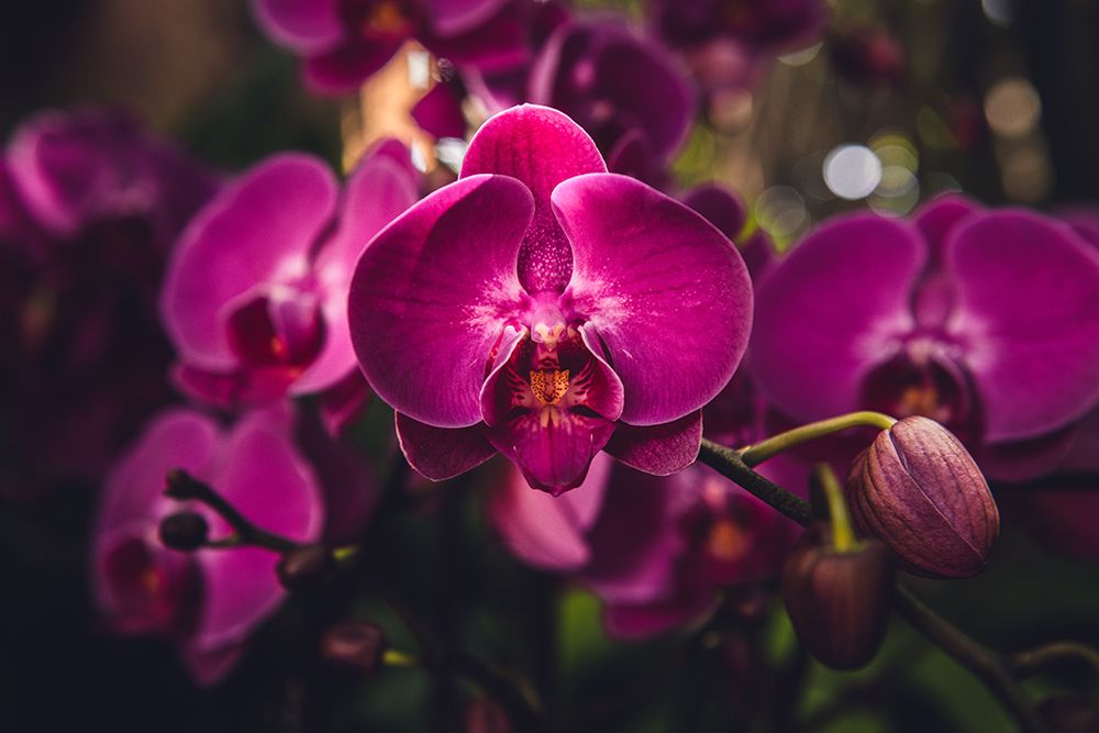 Hot Pink Orchid art print by Tim Mossholder for $57.95 CAD