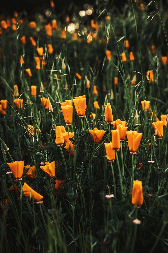 Golden Poppies art print by Tim Mossholder for $57.95 CAD