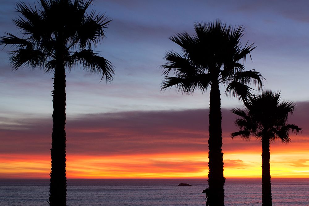 Palms at Sunset art print by Tim Mossholder for $57.95 CAD