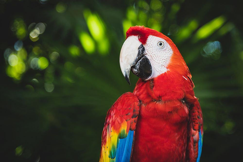 Colorful Parrot art print by Tim Mossholder for $57.95 CAD