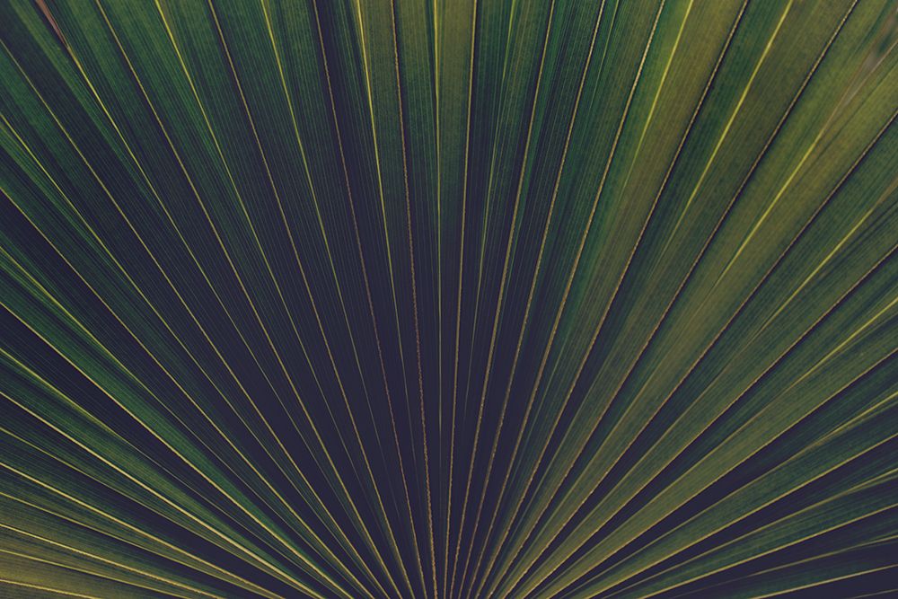 Palm Textures art print by Tim Mossholder for $57.95 CAD