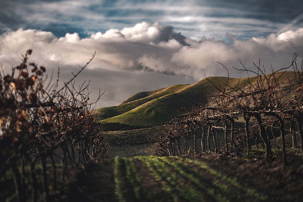 Dark Vineyards art print by Tim Mossholder for $57.95 CAD