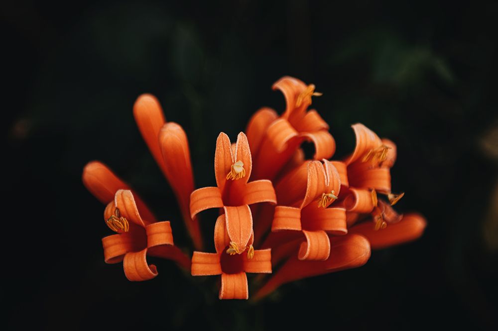 Orange Flowers art print by Tim Mossholder for $57.95 CAD