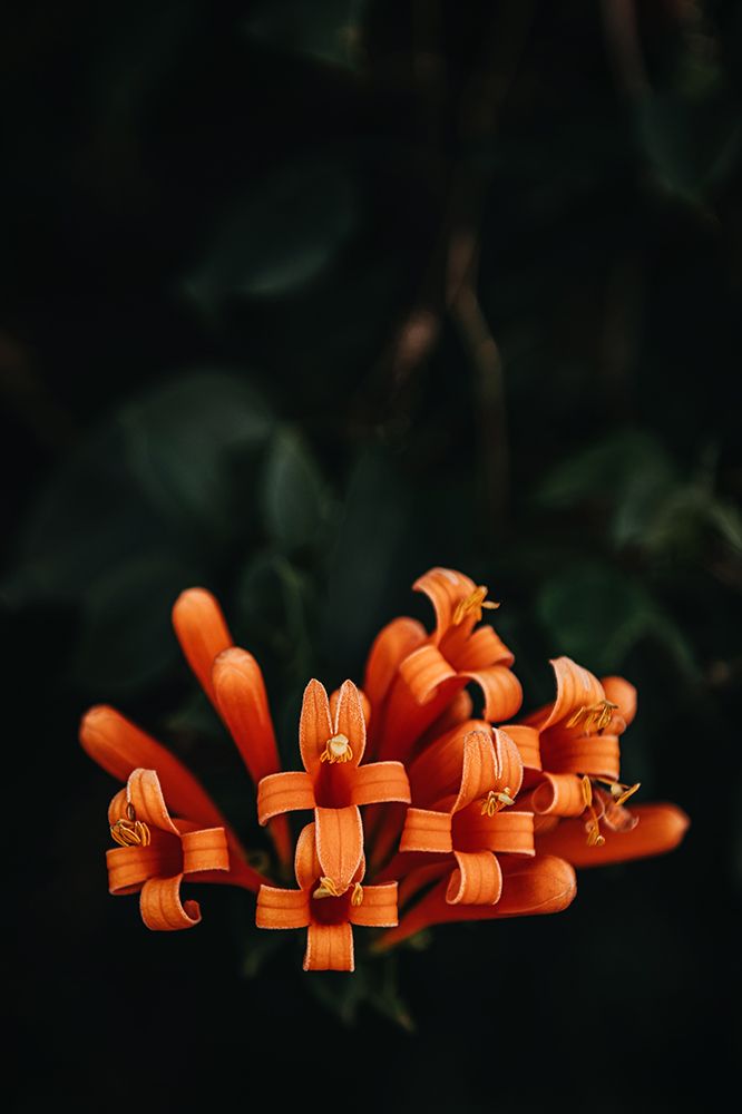 Orange Flowers art print by Tim Mossholder for $57.95 CAD
