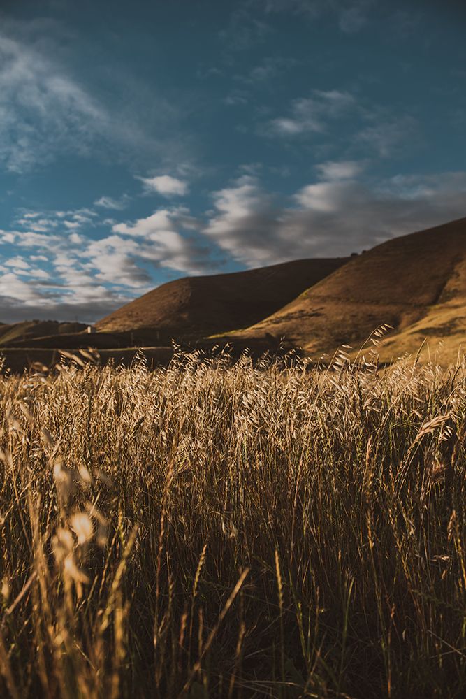 Hillside and Grass art print by Tim Mossholder for $57.95 CAD