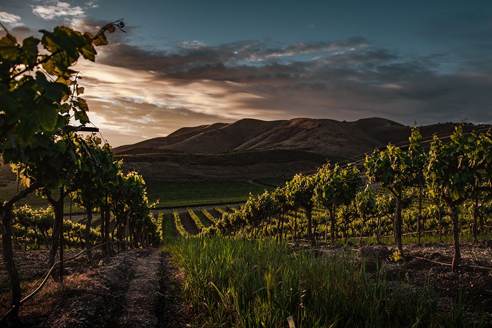Vinyards art print by Tim Mossholder for $57.95 CAD