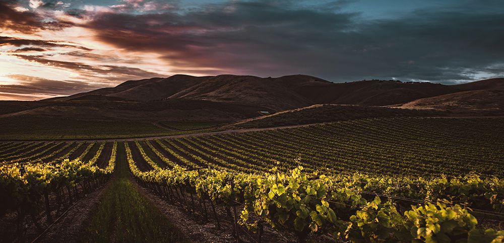 Vineyards art print by Tim Mossholder for $57.95 CAD