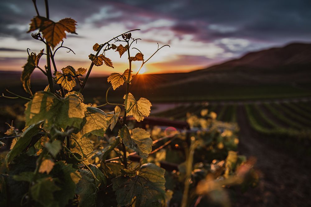 Vineyards art print by Tim Mossholder for $57.95 CAD