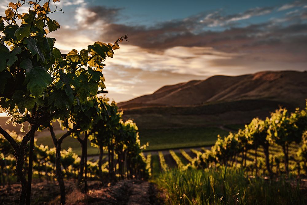 Vineyards art print by Tim Mossholder for $57.95 CAD