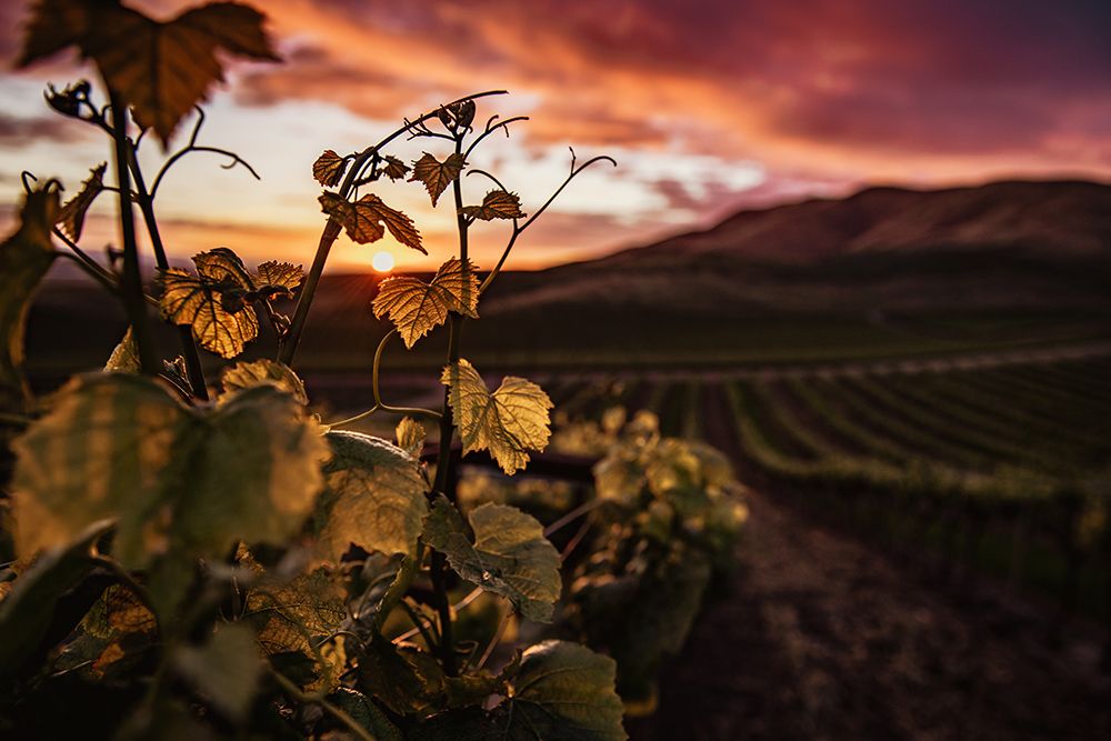 Vineyard at Sunset art print by Tim Mossholder for $57.95 CAD