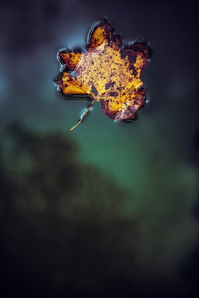 Leaf on Water art print by Tim Mossholder for $57.95 CAD