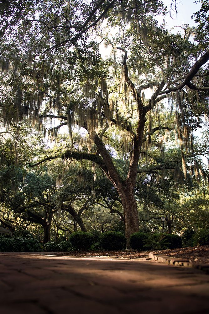 Oaks in Savannah art print by Tim Mossholder for $57.95 CAD