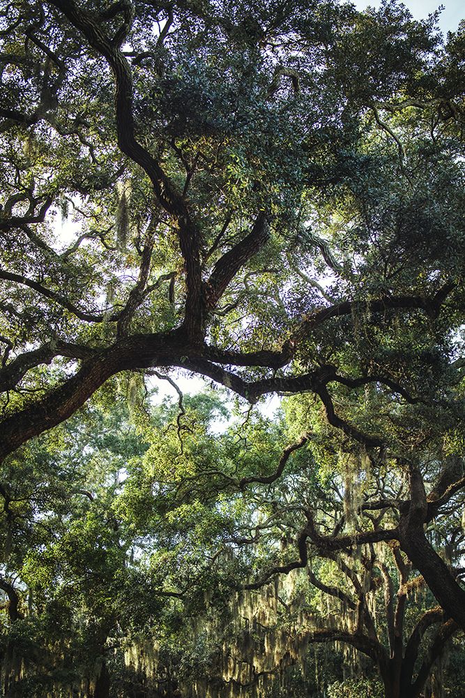 Oaks art print by Tim Mossholder for $57.95 CAD