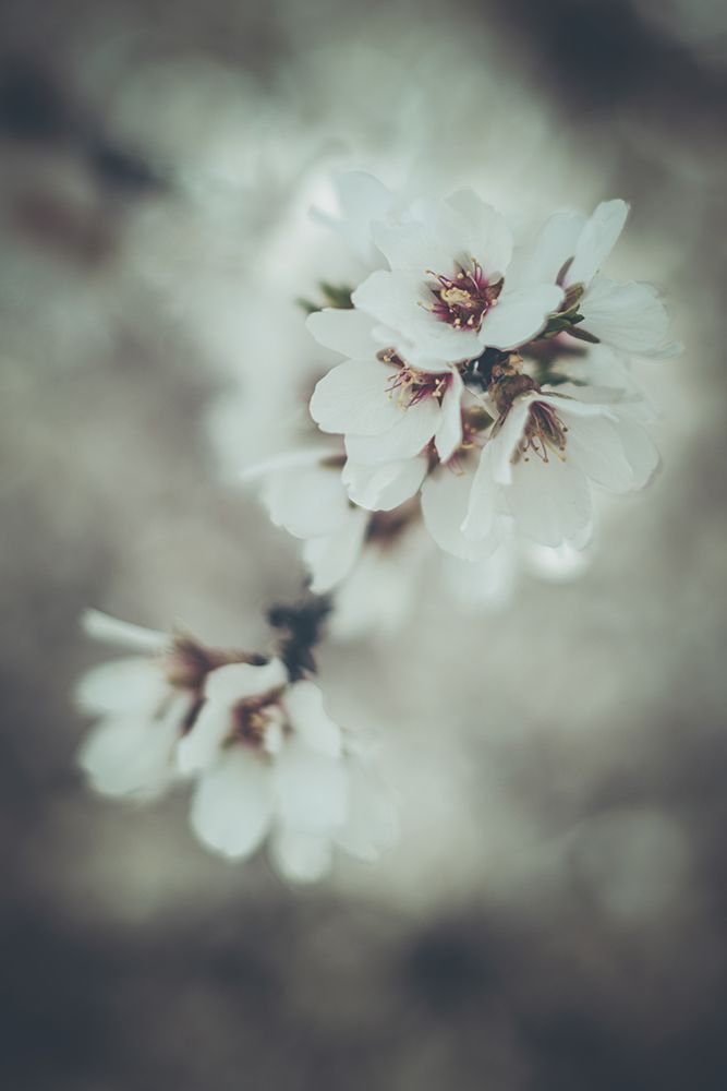 Almond Blossoms art print by Tim Mossholder for $57.95 CAD