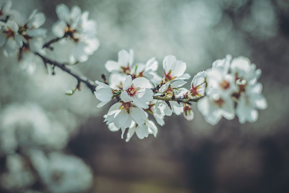 Almond Blossoms art print by Tim Mossholder for $57.95 CAD